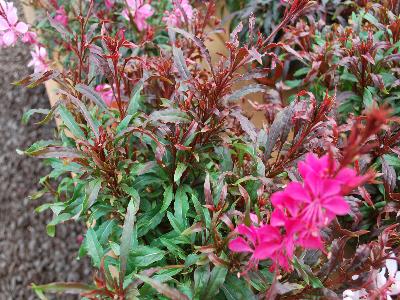 Gaura Gaudi 'Red'