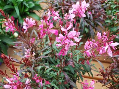 Gaura Gaudi 'Rose'