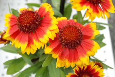 Gallo™ Gaillardia Dark Bicolor 