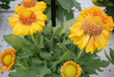 Gallo™ Gaillardia Peach 