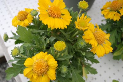 Gallo™ Gaillardia Yellow 