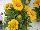 Florensis: Gaillardia  'Yellow' 