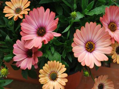 Astra Osteospermum Terracotta 