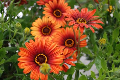 Florensis: Osteospermum Fire Orange-Brown Astra™