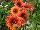 Florensis: Osteospermum  'Fire' 