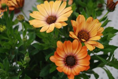 Astra™ Osteospermum Orange Sunrise 