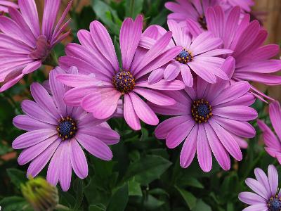 Osteospermum Astra 'Pink'