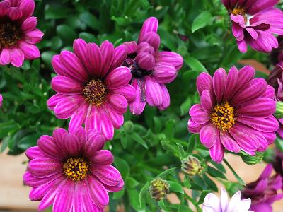 Osteospermum Astra 'Purple'