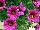 Florensis: Osteospermum  'Purple' 