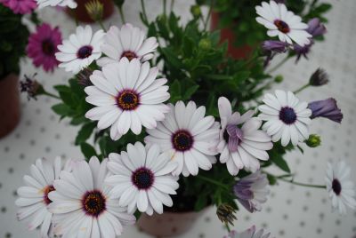 Florensis: Osteospermum White White Astra™