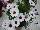 Florensis: Osteospermum  'White' 