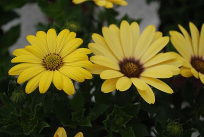 Florensis: Osteospermum Yellow Yellow Astra™