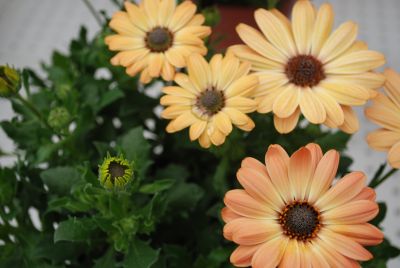 Astra™ Osteospermum Yellow-Apricot 