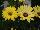 Florensis: Osteospermum  'Yellow' 