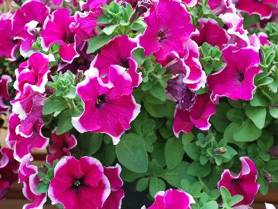 Petunia Glow 'Purple Picotee'