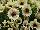 Florensis: Petunia  'Select Mocca' 
