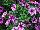 Florensis: Petunia  'Select Rose Star' 