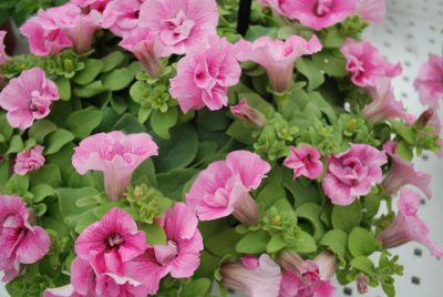 Florensis: Petunia Pink Pink Glow™ Double