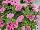Florensis: Petunia  'Pink' 