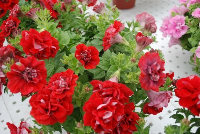 Florensis: Petunia Red Red Glow™ Double