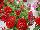 Florensis: Petunia  'Red' 