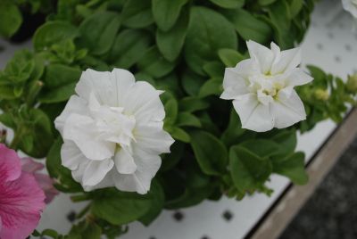 Florensis: Glow™ Double Petunia White 