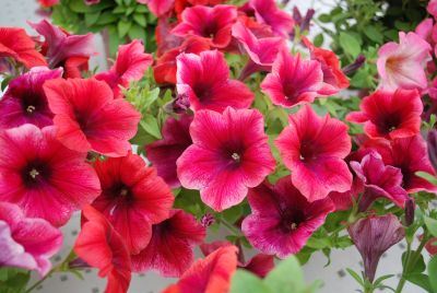 Glow™ Select Petunia Fire 