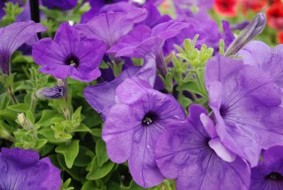 Florensis: Petunia Ocean Blue Blue Glow™ Select