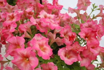 Florensis: Petunia Rose Blush Rose Glow™ Select