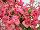 Florensis: Petunia  'Rose Blush' 