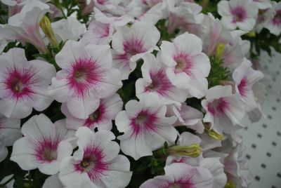 Florensis: Glow™ Select Petunia White with Red Veins 