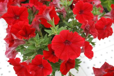 Florensis: Petunia Bright Red Bright Red Glow™ Select