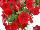 Florensis: Petunia  'Bright Red' 