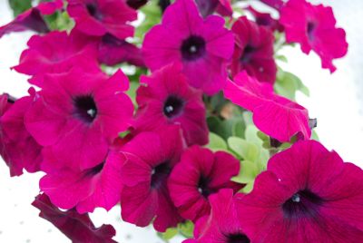 Glow™ Exclusive Petunia Purple 