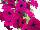 Florensis: Petunia  'Purple' 