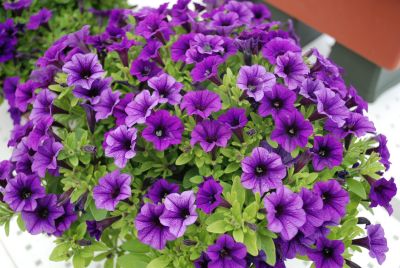 Vivini™ Petunia Blue 