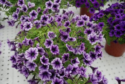 Florensis: Vivini™ Petunia Violet Vein 