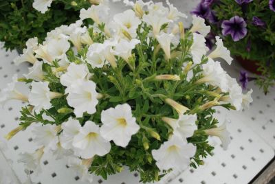 Florensis: Vivini™ Petunia White 