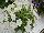 Florensis: Petunia  'White' 