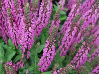 Swiftly Salvia Compact Bright Rose 