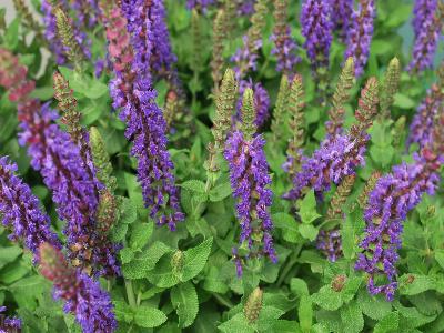 Salvia Swiftly 'Compact Violet'