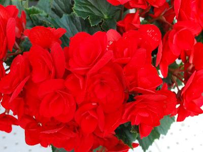 Berseba Begonia Red 