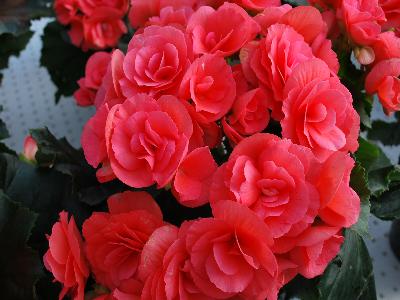 Greenex USA Inc.: Begonia Binos 