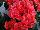 Greenex USA Inc.: Begonia  'Binos' 