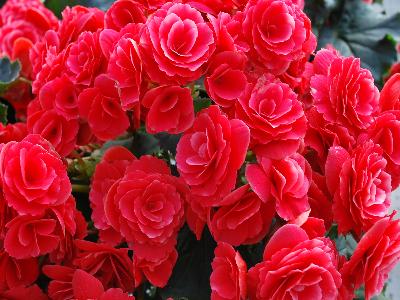 Greenex USA Inc.: Begonia Borias Dark 