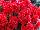 Greenex USA Inc.: Begonia  'Borias Dark ' 