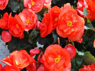 Greenex USA Inc.: Begonia Orange Sunny Side Up 