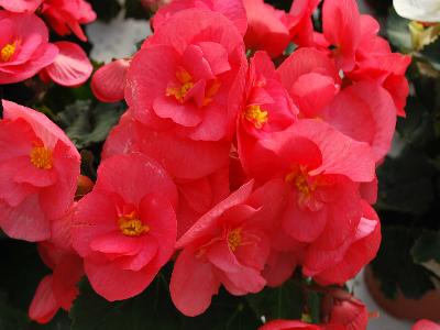 Sunny Side Up Begonia Pink 