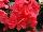 Greenex USA Inc.: Begonia  'Pink' 