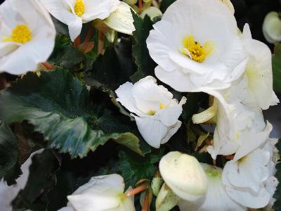 Greenex USA Inc.: Sunny Side Up Begonia White 